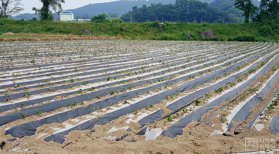 Planting